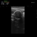 Echo-Son / ultrasonograf weterynaryjny / LA510