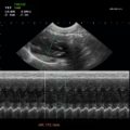 Echo-Son / ultrasonograf weterynaryjny / CA-409 / PW mode