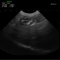 Echo-Son / ultrasonograf weterynaryjny / CA-409